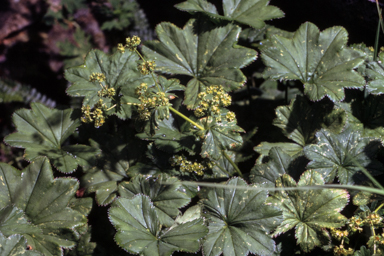 APII jpeg image of Alchemilla xanthochlora  © contact APII