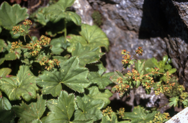 APII jpeg image of Alchemilla xanthochlora  © contact APII
