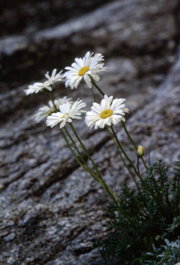 APII jpeg image of Brachyscome nivalis var. nivalis  © contact APII