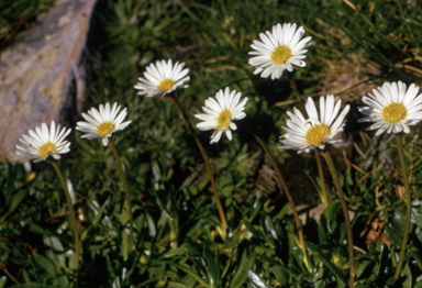 APII jpeg image of Brachyscome tadgellii  © contact APII