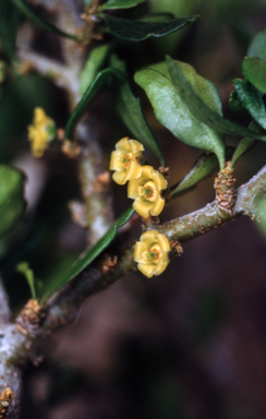 APII jpeg image of Melicytus dentatus  © contact APII