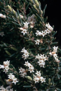 APII jpeg image of Leucopogon montanus  © contact APII
