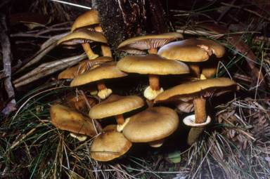 APII jpeg image of Armillaria mellea  © contact APII