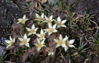 APII jpeg image of Psychrophila introloba  © contact APII