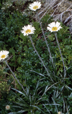 APII jpeg image of Celmisia longifolia  © contact APII