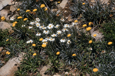 APII jpeg image of Celmisia longifolia  © contact APII