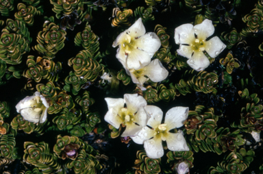 APII jpeg image of Chionohebe densifolia  © contact APII