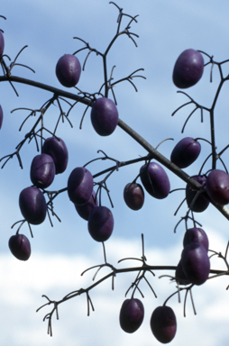 APII jpeg image of Dianella tasmanica  © contact APII