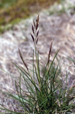 APII jpeg image of Rytidosperma nudiflorum  © contact APII