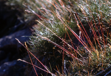 APII jpeg image of Rytidosperma nivicolum  © contact APII