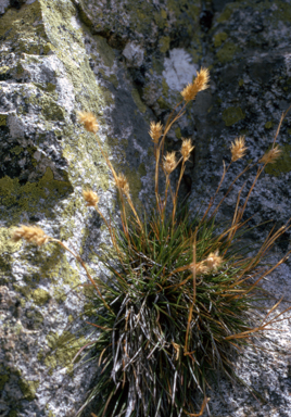 APII jpeg image of Austrodanthonia alpicola  © contact APII