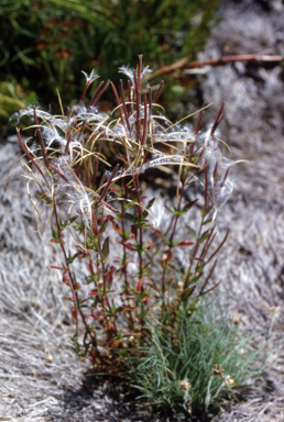 APII jpeg image of Epilobium gunnianum  © contact APII