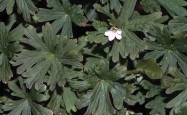 APII jpeg image of Geranium potentilloides  © contact APII