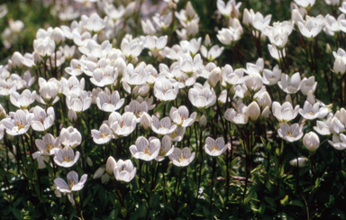 APII jpeg image of Chionogentias muelleriana subsp. alpestris  © contact APII