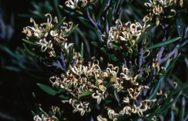 APII jpeg image of Grevillea australis  © contact APII