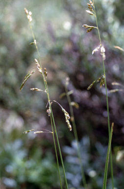 APII jpeg image of Hierochloe submutica  © contact APII