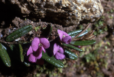 APII jpeg image of Hovea montana  © contact APII