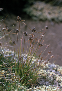 APII jpeg image of Luzula alpestris  © contact APII