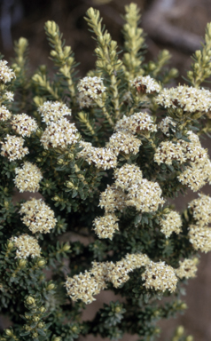 APII jpeg image of Ozothamnus alpinus  © contact APII