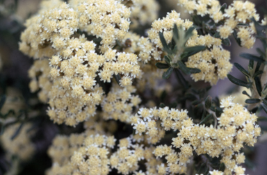 APII jpeg image of Ozothamnus secundiflorus  © contact APII