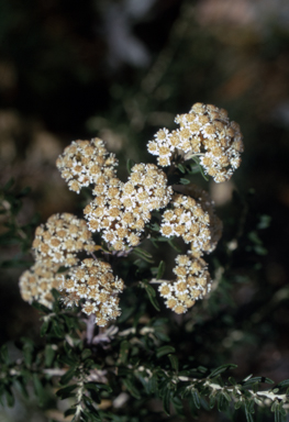 APII jpeg image of Ozothamnus secundiflorus  © contact APII
