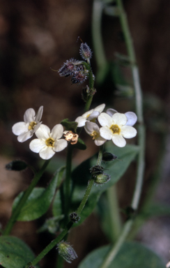 APII jpeg image of Myosotis australis  © contact APII