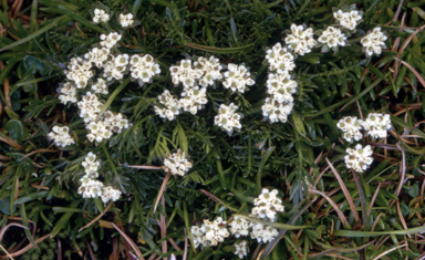 APII jpeg image of Oreomyrrhis pulvinifica  © contact APII