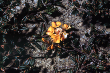 APII jpeg image of Oxylobium ellipticum  © contact APII