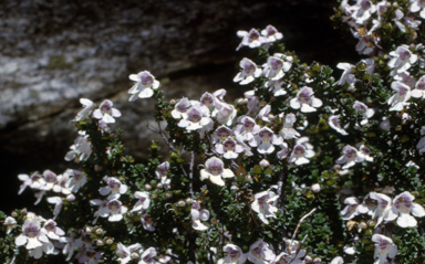 APII jpeg image of Prostanthera cuneata  © contact APII