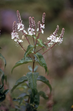 APII jpeg image of Veronica derwentiana  © contact APII