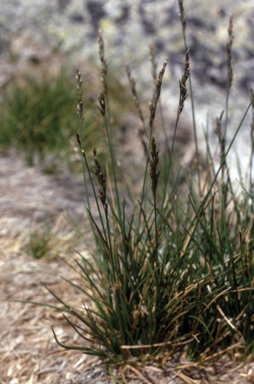 APII jpeg image of Poa saxicola  © contact APII