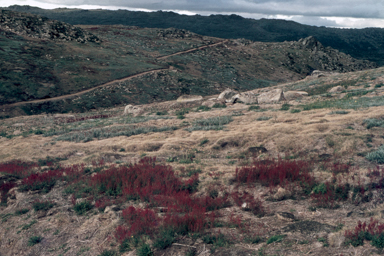 APII jpeg image of Acetosella vulgaris  © contact APII