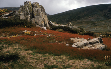 APII jpeg image of Acetosella vulgaris  © contact APII