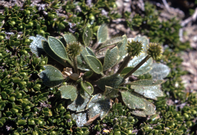 APII jpeg image of Ranunculus muelleri  © contact APII