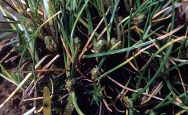 APII jpeg image of Isolepis montivaga  © contact APII