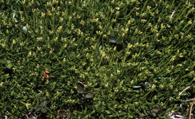 APII jpeg image of Scleranthus biflorus  © contact APII