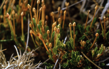 APII jpeg image of Scleranthus singulifloris  © contact APII