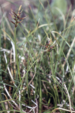 APII jpeg image of Uncinia flaccida  © contact APII