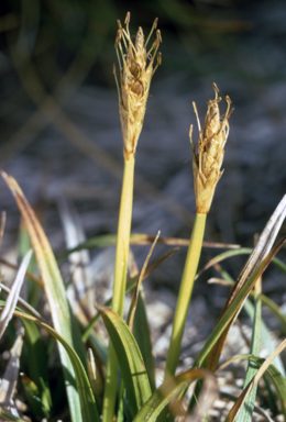 APII jpeg image of Uncinia sinclairii  © contact APII