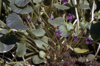 APII jpeg image of Viola fuscoviolacea  © contact APII