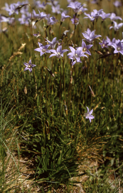APII jpeg image of Wahlenbergia ceracea  © contact APII