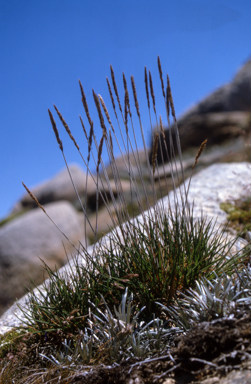 APII jpeg image of Trisetum spicatum  © contact APII