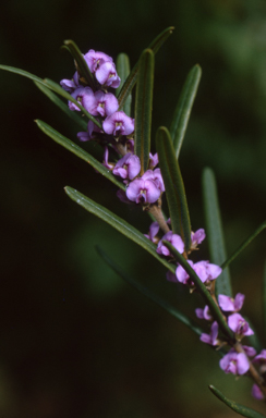 APII jpeg image of Hovea rosmarinifolia  © contact APII