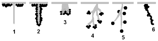 thalloconidia